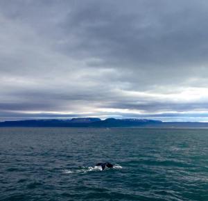 Iceland_whale watching